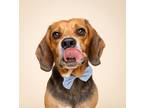 Adopt Bubby a Tricolor (Tan/Brown & Black & White) Beagle / Mixed dog in Miami