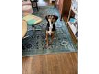 Adopt Jack a Black - with Tan, Yellow or Fawn Black and Tan Coonhound / Mixed