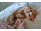 Adopt Beauty a Orange or Red Tabby Domestic Shorthair (short coat) cat in Jekyll