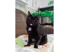 Adopt Flan a All Black Domestic Shorthair / Domestic Shorthair / Mixed cat in