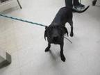 Adopt Turbo a Black Retriever (Unknown Type) / Mixed dog in Gulfport