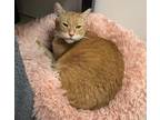 Adopt C J a Orange or Red Domestic Shorthair / Domestic Shorthair / Mixed cat in