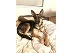 Adopt Coco a German Shepherd Dog / Mixed dog in Houston, TX (40967710)