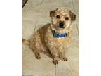 Adopt Rocky a Tan/Yellow/Fawn Poodle (Miniature) / Maltipoo / Mixed dog in