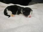 Adopt Alex Kit 3 a All Black Domestic Shorthair / Domestic Shorthair / Mixed cat