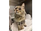 Adopt Alex a Gray or Blue Domestic Longhair / Domestic Shorthair / Mixed cat in