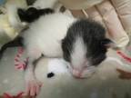 Adopt Aurora Kit 4 a White Domestic Shorthair / Domestic Shorthair / Mixed cat