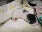 Adopt Aurora Kit 1 a White Domestic Shorthair / Domestic Shorthair / Mixed cat