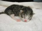 Adopt Alex Kit 1 a All Black Domestic Shorthair / Domestic Shorthair / Mixed cat