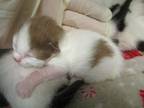 Adopt Aurora Kit 3 a White Domestic Shorthair / Domestic Shorthair / Mixed cat