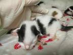 Adopt Aurora Kit 5 a White Domestic Shorthair / Domestic Shorthair / Mixed cat