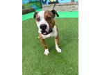 Adopt Brody a Brown/Chocolate American Pit Bull Terrier / Mixed Breed (Medium) /