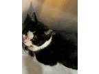 Adopt Creme Pie a Black & White or Tuxedo Domestic Shorthair (short coat) cat in
