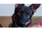 Adopt Gilda a Brown/Chocolate - with Black German Shepherd Dog / Mixed dog in