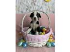 Adopt Cee Cee a Black Catahoula Leopard Dog / Border Collie / Mixed dog in