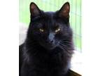 Adopt Chi-Chi a Domestic Mediumhair / Mixed (medium coat) cat in North Fort