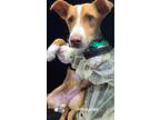 Adopt Honeydew a Labrador Retriever dog in Merrifield, VA (41195118)