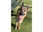 Adopt Girlfriend a Brown/Chocolate German Shepherd Dog / Mixed Breed (Medium) /