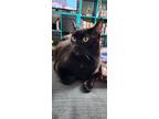 Adopt Ruby Tuesday a Black (Mostly) Domestic Shorthair (short coat) cat in