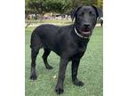 Adopt SHADOW a Black Patterdale Terrier (Fell Terrier) / Labrador Retriever /