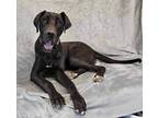 Adopt Archie a Black Great Dane / Mixed dog in New York, NY (41219612)