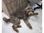 Adopt Boo a Tan/Yellow/Fawn Curly-Coated Retriever / Poodle (Standard) / Mixed