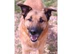 Adopt Gemma a German Shepherd Dog / Anatolian Shepherd / Mixed dog in