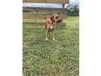 Adopt America a Black Mouth Cur / Mixed dog in Wauchula, FL (41211384)