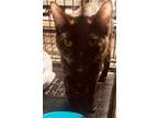 Adopt Midnight a Domestic Shorthair / Mixed (short coat) cat in Richland Hills