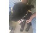 Adopt Milo a Labrador Retriever / Mixed Breed (Medium) / Mixed dog in Brownwood
