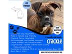 Adopt Crackle a Brindle Boxer / Mixed dog in Wallace, MI (41219396)