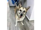 Adopt Wiley a Australian Shepherd / Mixed dog in San Diego, CA (40875800)