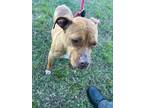 Adopt Ms. Arbor a American Pit Bull Terrier / Mixed dog in WILSON, NC (41219390)