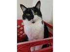 Adopt Pepper a Domestic Shorthair / Mixed (short coat) cat in Fremont