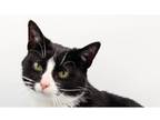 Adopt Coco XII a Black & White or Tuxedo Domestic Shorthair cat in Muskegon