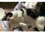 Adopt Luna a Domestic Shorthair / Mixed (short coat) cat in Hoover