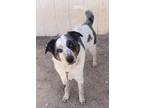 Adopt Danny a Australian Cattle Dog / Mixed dog in PAHRUMP, NV (41219304)