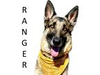 Adopt Ranger a Black German Shepherd Dog / Mixed dog in Seagoville