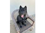Adopt Buddy a Black Chow Chow / Mixed Breed (Medium) dog in Phoenix