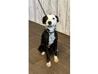 Adopt Beau a Black - with White Border Collie dog in Opelousas, LA (41219175)