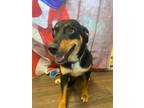 Adopt Taylor a Black - with Brown, Red, Golden, Orange or Chestnut Beauceron /