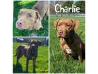 Adopt Charlie a Brindle American Pit Bull Terrier / Mixed Breed (Medium) / Mixed