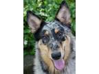 Adopt Merle Collie Colleen a Collie dog in Mishawaka, IN (41202583)