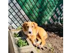 Adopt Koopa Troopa a Tan/Yellow/Fawn Mixed Breed (Medium) dog in New York