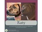 Adopt Katy a Brindle Hound (Unknown Type) dog in Gilbertsville, PA (40981482)