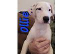 Adopt Ollie a White - with Black Labrador Retriever / Pit Bull Terrier dog in