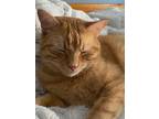 Adopt Buddha - Mt a Orange or Red Tabby Domestic Shorthair / Mixed (short coat)