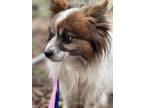 Adopt Mater a White - with Brown or Chocolate Papillon / Mixed dog in Cherry
