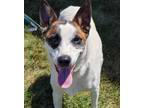 Adopt Star Trek2 : Kirk ( Ike ) a White - with Black Mixed Breed (Medium) dog in