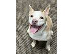 Adopt Sadie a Corgi / American Pit Bull Terrier dog in Acworth, GA (41219105)